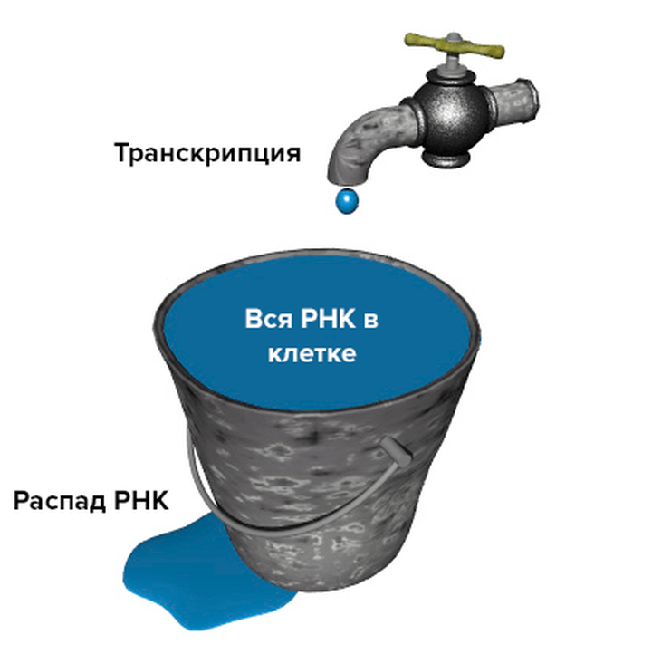 Как избавиться от РНК за несколько минут