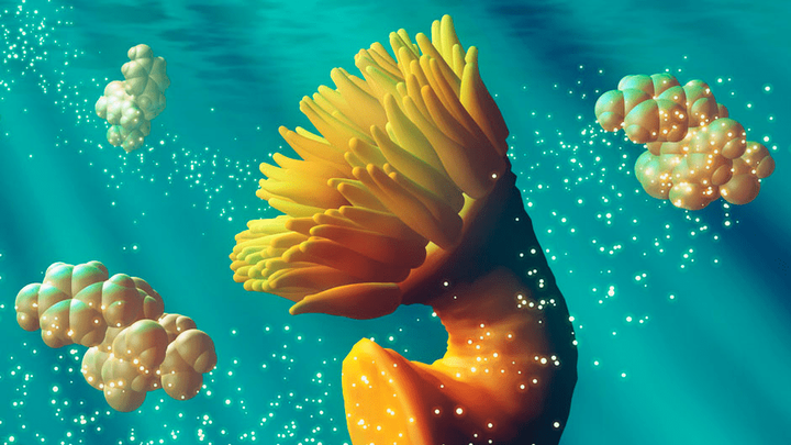 Звёзды, актинии и лекарства