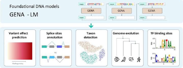 GENA-LM: российская языковая модель, которая помогает увидеть невидимые закономерности в ДНК