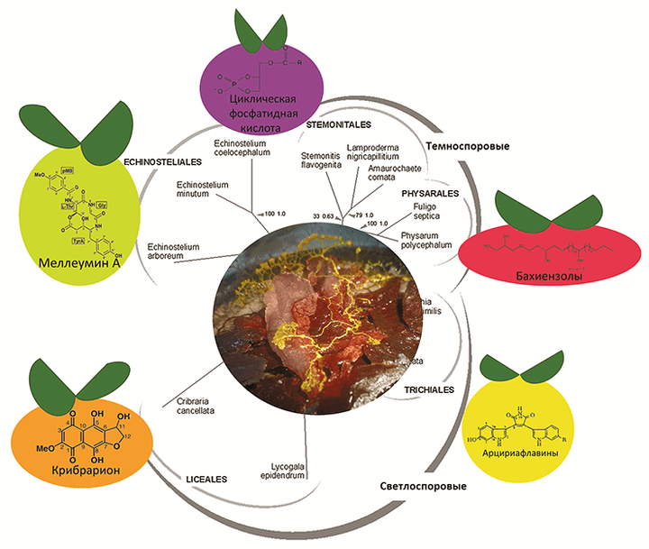 Умная слизь в XXI веке: кто такие миксомицеты, зачем и для чего их изучать?