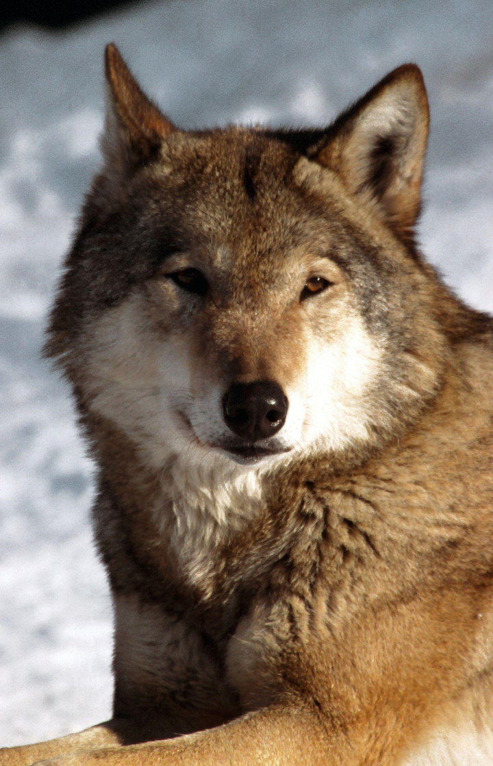 Чертог разума