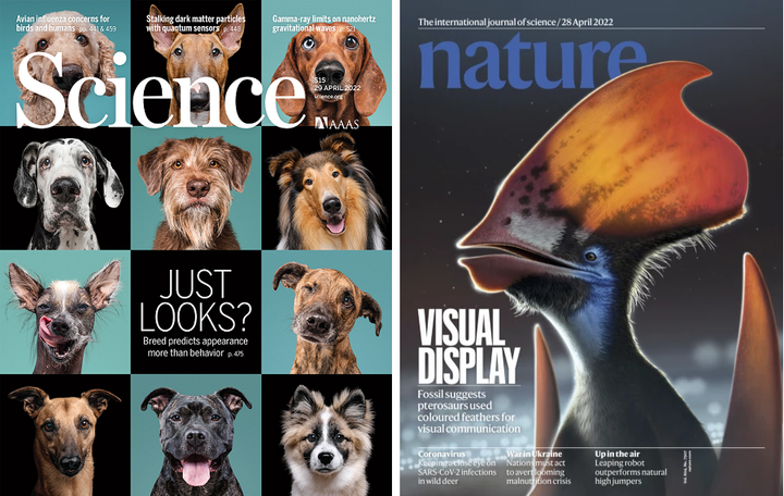 SciNat за май 2022 #1 : соматический мутагенез в мозге, игуаны-сладкоежки, генетика собак и приятные поглаживания