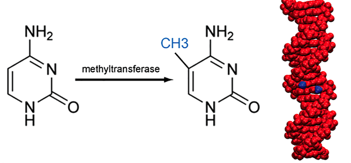 Эпигенетические часы: сколько лет вашему метилому?
