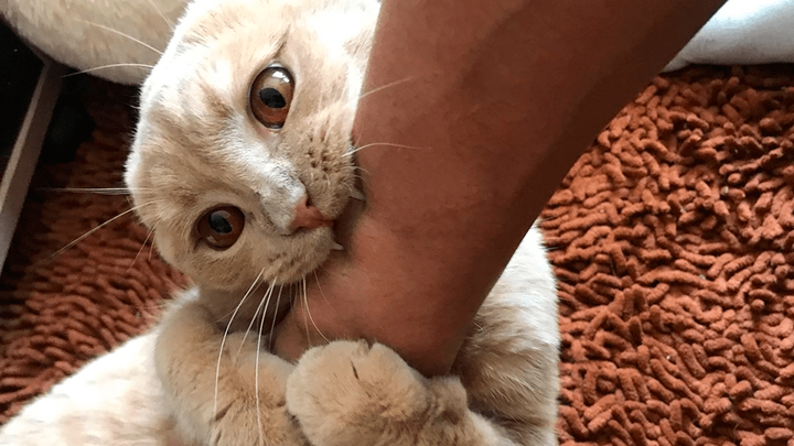 Смертоносный кусь