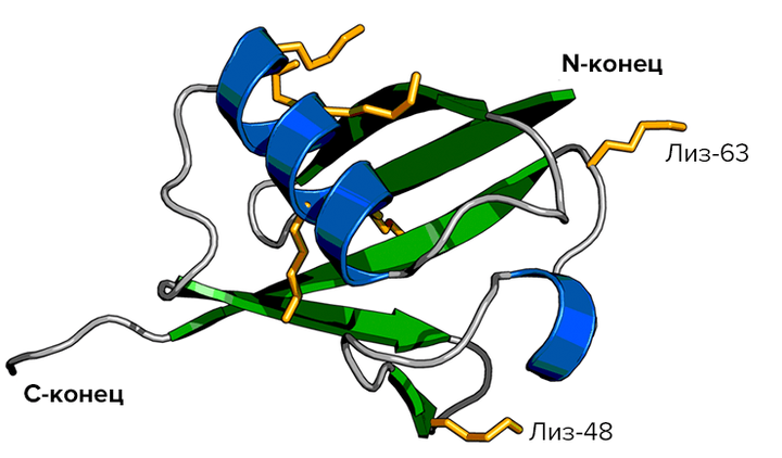 «Вездесущий убиквитин» возвращается