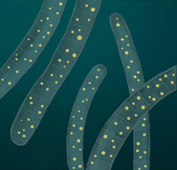 Липоксигеназа серной бактерии: биохимические секреты родственника самого большого прокариота в мире