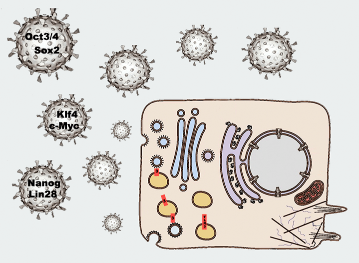 Неожиданная взаимосвязь между воспалением и способностью клетки «перепрограммироваться»