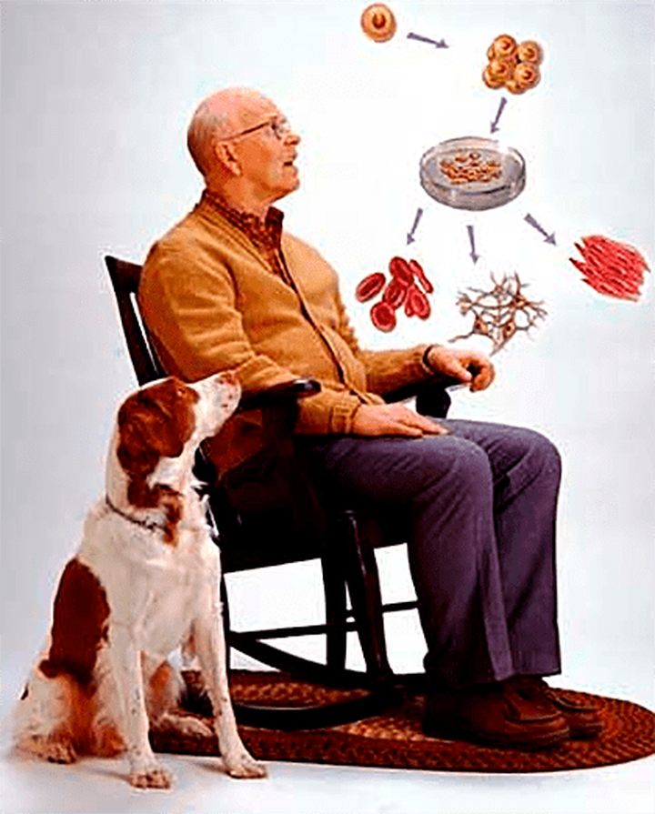 Французским исследователям удалось омолодить клетки столетних людей