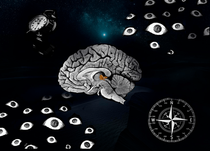 Эпифиз сквозь время