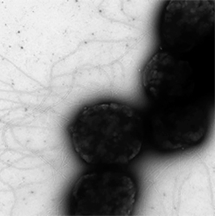 Как археи «толстеют» из-за вирусов