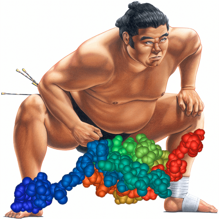 SUMO: японская борьба или уникальная посттрансляционная модификация?