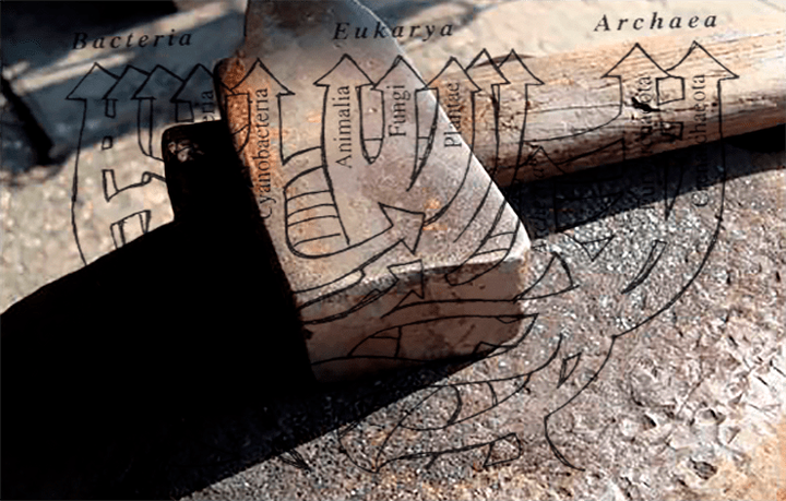 Эволюция между молотом и наковальней, или Как микробиология спасла эволюцию от поглощения молекулярной биологией