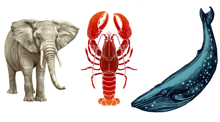 Невыдуманная басня о слоне, ките и раке: как гиганты животного мира защищаются от онкологических заболеваний