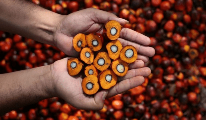 Плохая Karma портит масличные пальмы