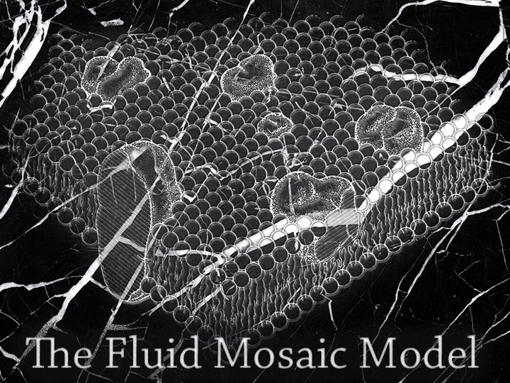 Липидный фундамент жизни