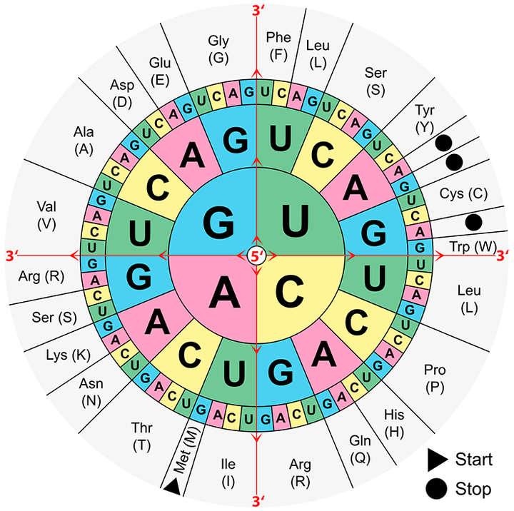 У истоков генетического кода: родственные души