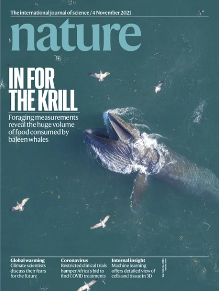 SciNat за ноябрь 2021 #1: как гельминты стимулируют продукцию антимикробного пептида, как синапсы отбраковываются в ходе развития и дружба бактерии-азотфиксатора с морским растением