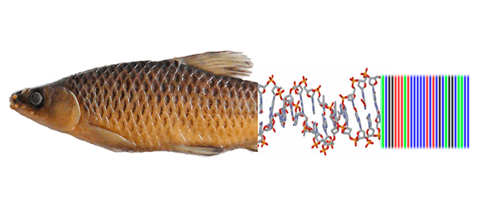 Рыбалка на пришельцев: ДНК-баркодинг помог идентифицировать инвазивные виды рыб в Волжском бассейне