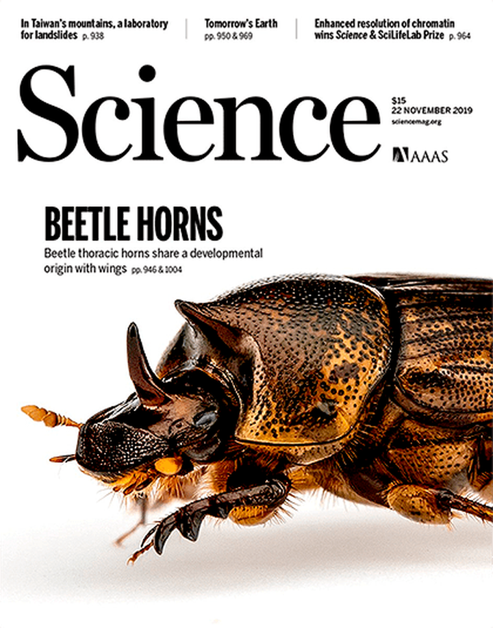 SciNat за ноябрь 2019 #4: нейроны тяги к алкоголю, удивительная эволюция рогов скарабеев и гены, необходимые для развития клубеньков