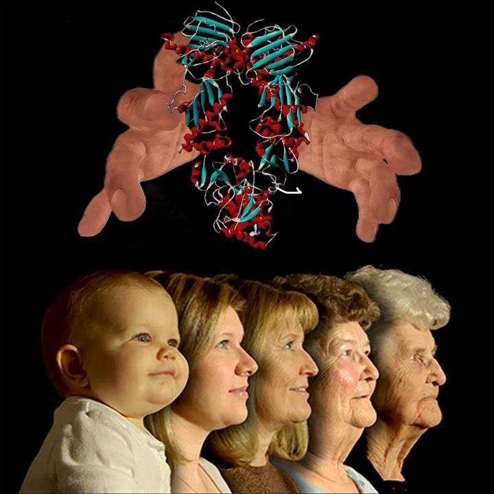 Шокирующее поведение белков теплового шока