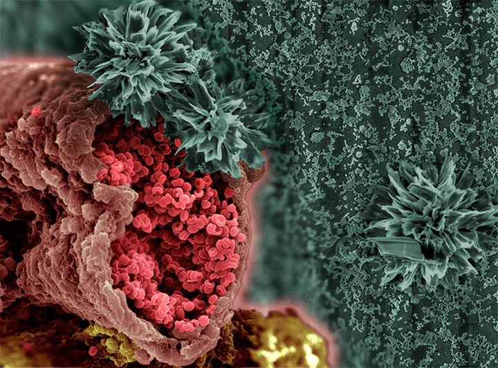 Невидимая граница: где сталкиваются «нано» и «био»