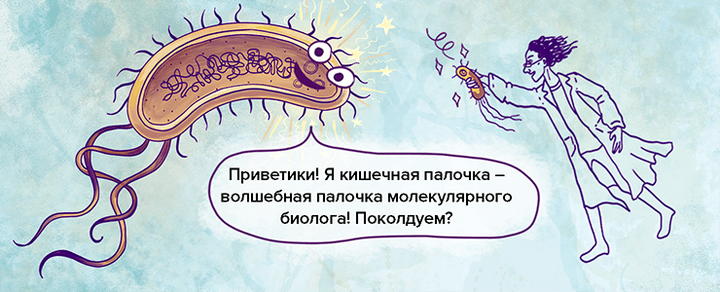 Модельные организмы: кишечная палочка