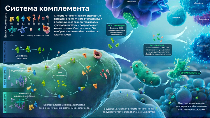 Фантастический комплемент и где он обитает