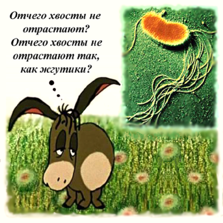 Бактерии способны заменить утраченный белок всего за 96 часов