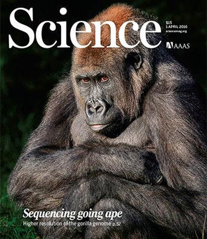 SciNat за апрель 2016 #1: новая модификация ДНК, высококачественный геном гориллы и часть мозга, помогающая победить в драке