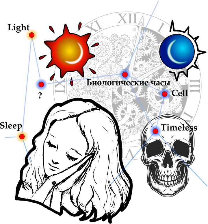 Снова о циркадных ритмах