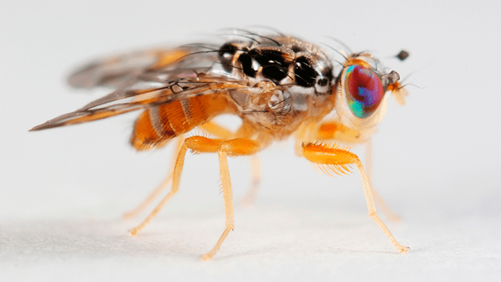 Бессонные ночи дрозофилы