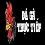 Đá Gà Trực Tiếp