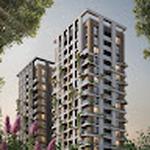 Prestige Evergreen