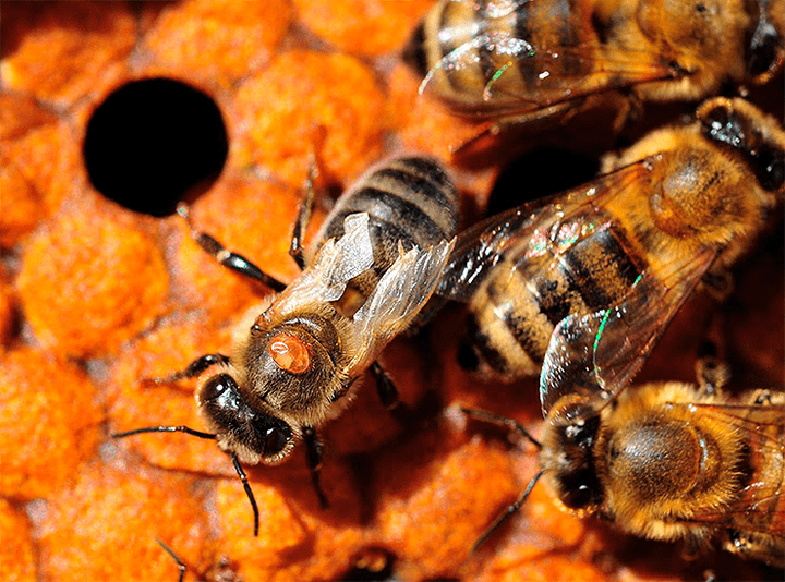 Клещ, убивающий пчел