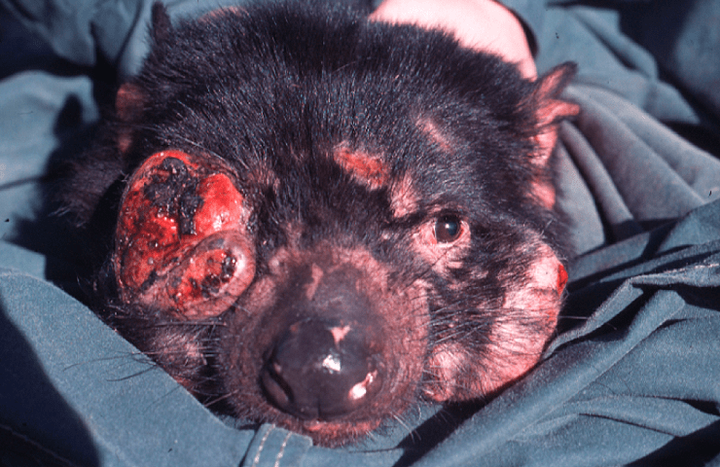 Заразный рак: правило или исключение?