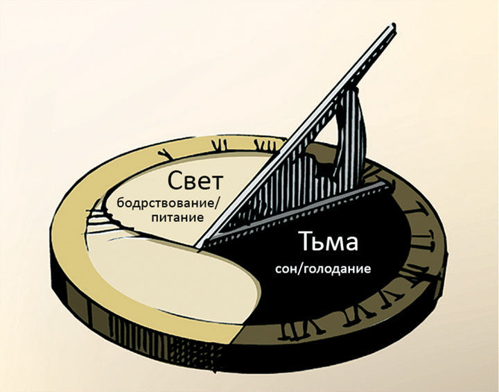 Найдена связь между обменом веществ и циркадным ритмом