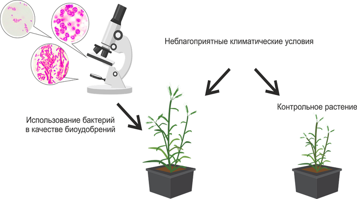 Новая эра удобрений: почвенные бактерии, благоприятно влияющие на рост и развитие культурных растений