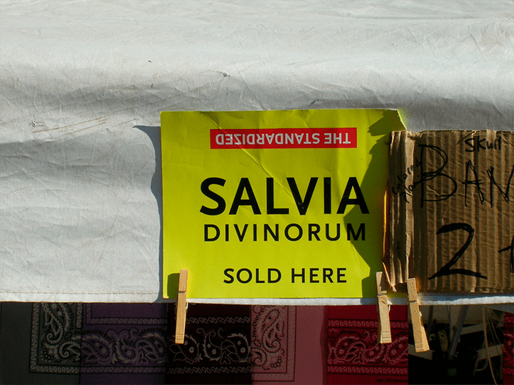 Сальвия «под прицелом»