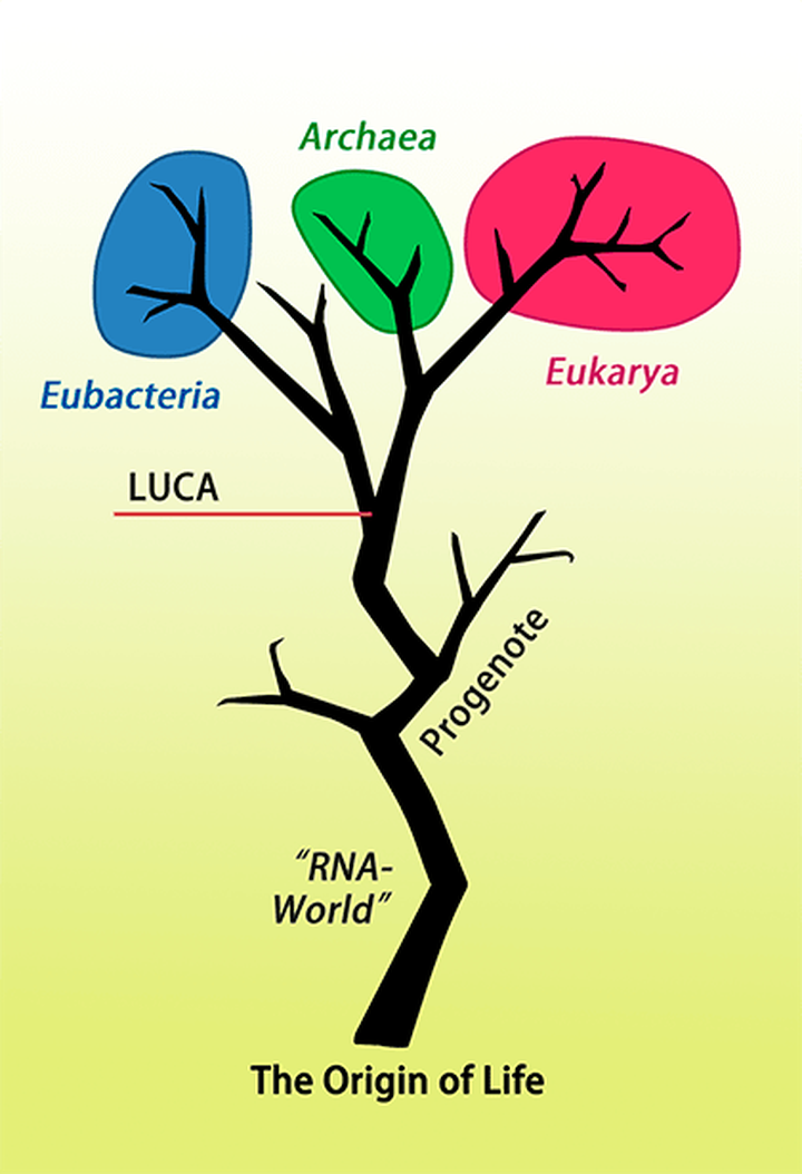 От Бульона до Эукариот. Первый организм и наш древнейший предок