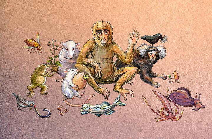 Кто такие модельные организмы?