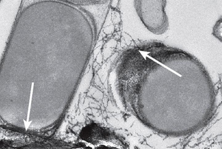 Между бактериями и археями, окисляющими метан, обнаружена «электропроводка»