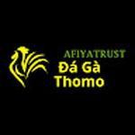 Đá Gà Trực Tiếp Thomo