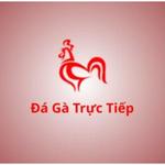 Đá gà trực tiếp