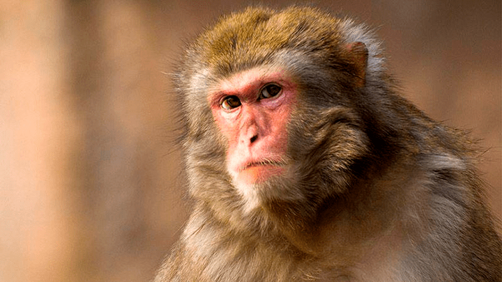 Вирус Эбола и макака резус: получено новое эффективное лекарство