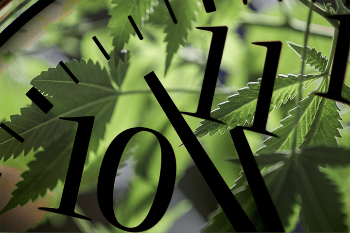 Прообраз биологических часов