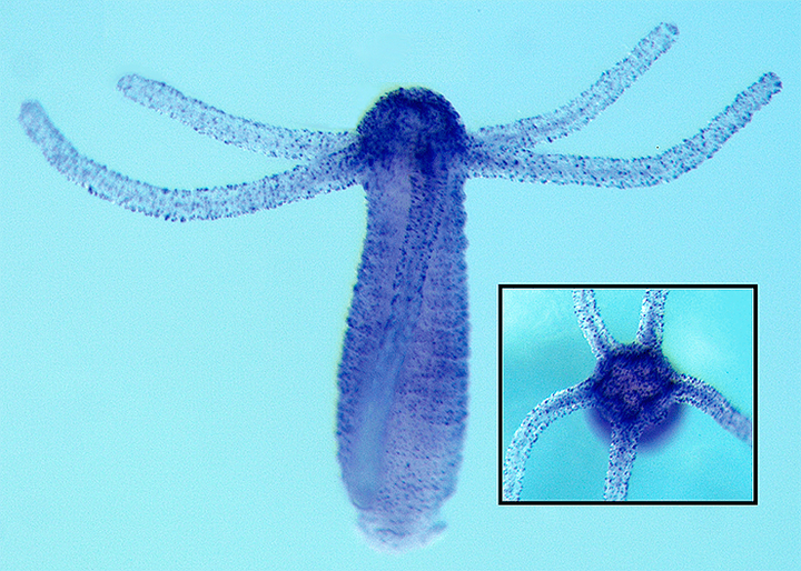 Откуда пошло зрение