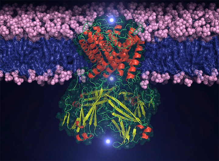 Калиевый канал <em>in silico</em>