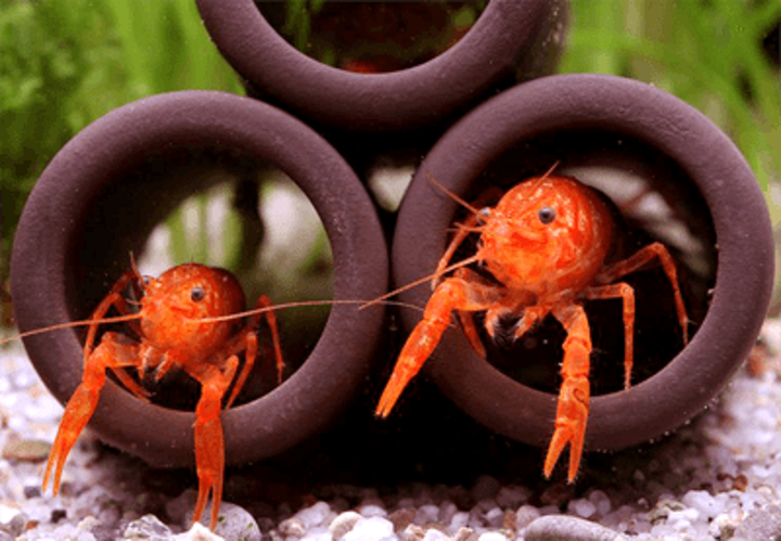 Обнаружены организаторы побега раковых клеток из первичного очага