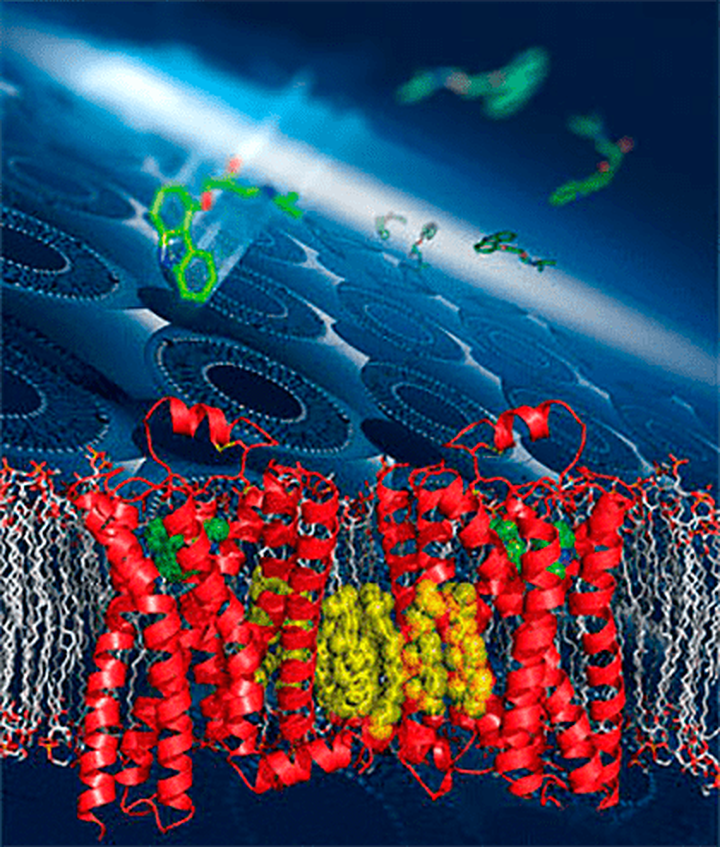 Новый рубеж: получена пространственная структура β2-адренорецептора