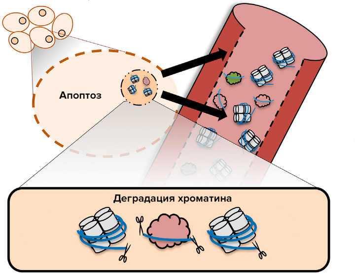 Геном, транскриптом, метилом и... фрагментом — российские ученые на пути становления новой биомаркерной концепции
